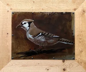 Blue Jay Study Metal Drawing