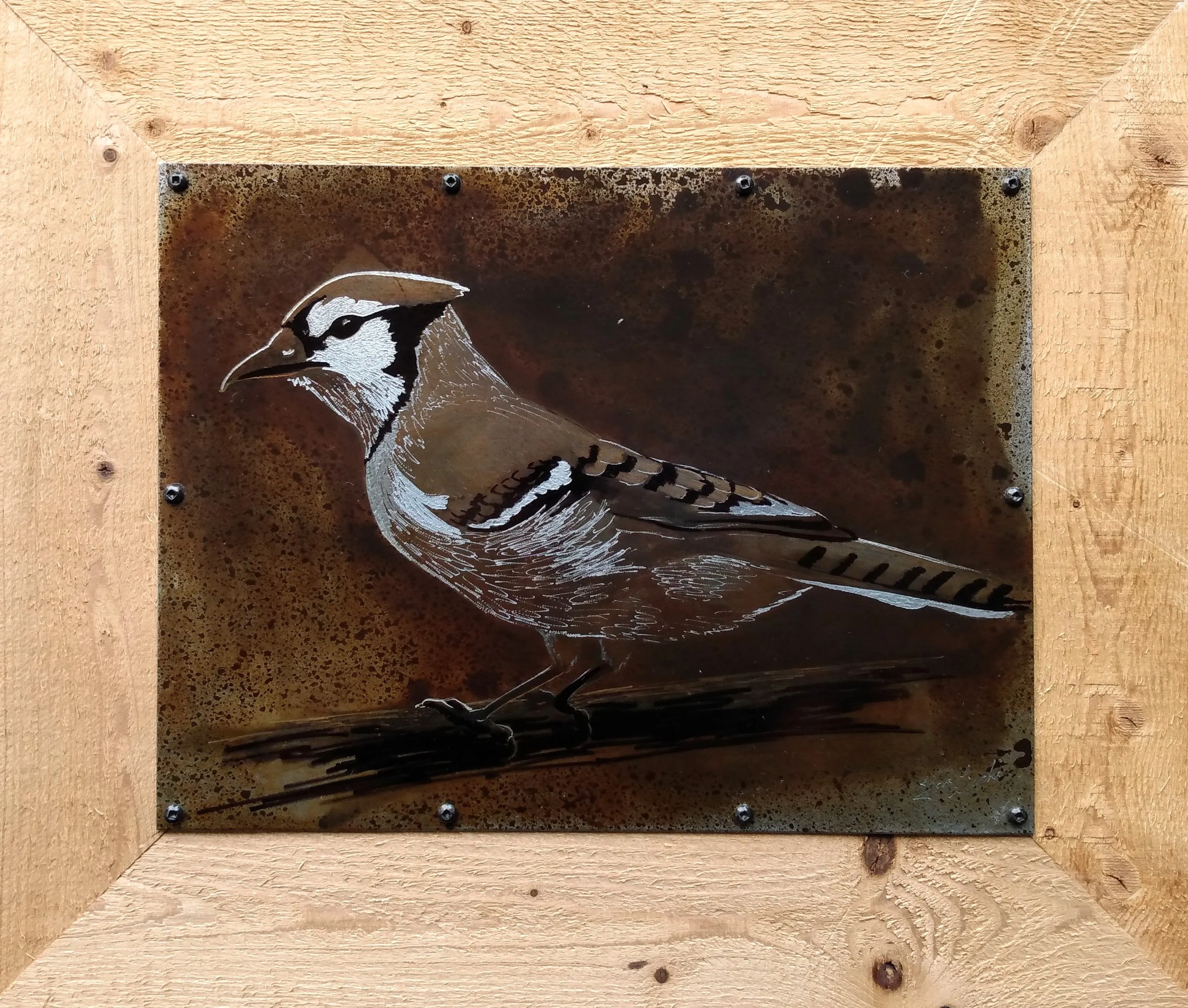 Blue Jay Study Metal Drawing